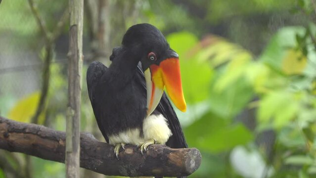 Rhinoceros hornbill at Bird Paradise in Mandai, Singapore