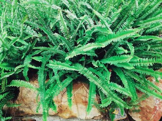 Beautiful of fern tropical leaves