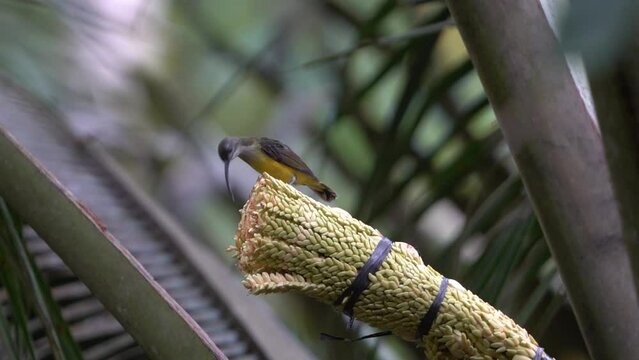  Burung madu kelapa or Brown-throated sunbird perching and eating on coconut tree