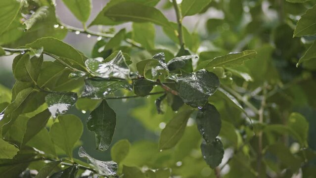 Under a lemon tree full of green lemons, lime.