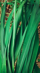Green vetiver leaves background or texture