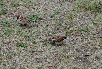 地面に降りて食べ物を探すスズメ