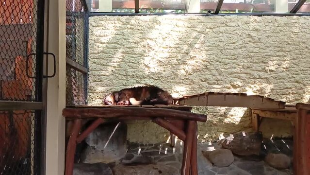 The mongoose is fast asleep in its cage at a zoo