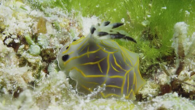 Amazing yellow, black, and transparent Halgerda formosa nudibranch with its cerata swaying in the strong ocean current.