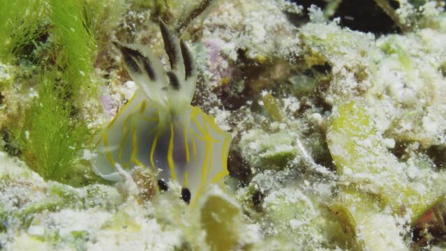 Incredible macro view of a Halgerda formosa nudibranch fighting against the strong ocean current.