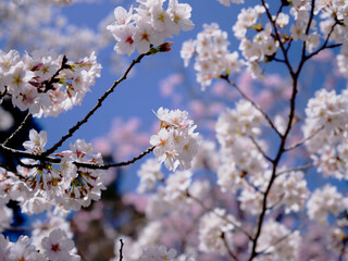 穏やかな春陽を浴びた美しい桜の花