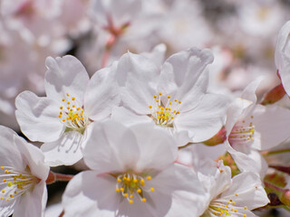 Fototapeta na wymiar 穏やかな春陽を浴びた美しい桜の花