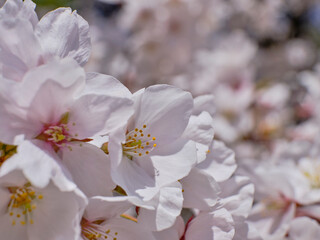 穏やかな春陽を浴びた美しい桜の花