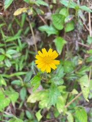 yellow flower in the garden
