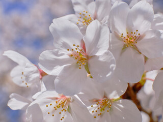 Fototapeta premium 穏やかな春陽を浴びた美しい桜の花