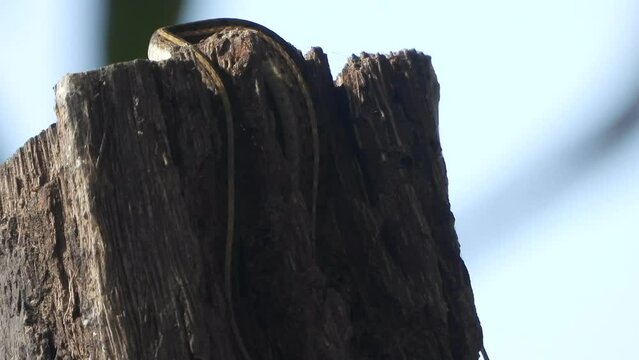 Snake skin - pry - mp4.