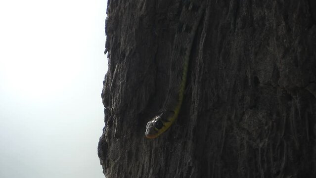Snake relaxing breathing - eyes .