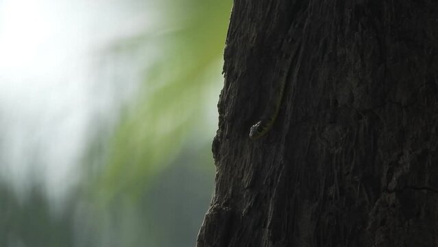 Snake relaxing on tree - eyes .
