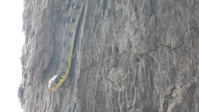 Snake waiting for hunt .
