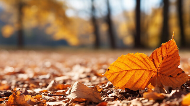 autumn leaves on the ground HD 8K wallpaper Stock Photographic Image 