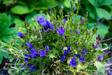 Farben Frohe Blume im Sommer