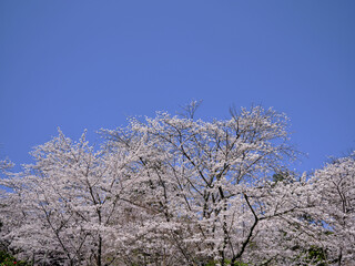 穏やかな春陽を浴びた美しい桜の花