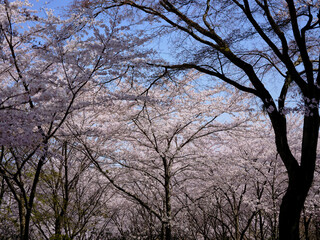 穏やかな春陽を浴びた美しい桜の花