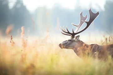 Fotobehang elks breath visible in a chilly meadow morning © studioworkstock