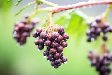 dew on chilled elderberries in soft focus