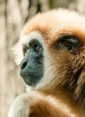 Portrait of a monkey in the zoo