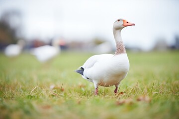 Naklejka na ściany i meble lone goose with open beak mid-honk on grass