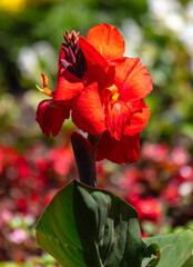 Red canna flower in nature