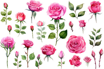 Rose Flower isolated watercolor illustration painting botanical art