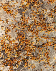 Yellow ants on the ground. Close-up