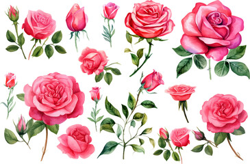 watercolor rose flower