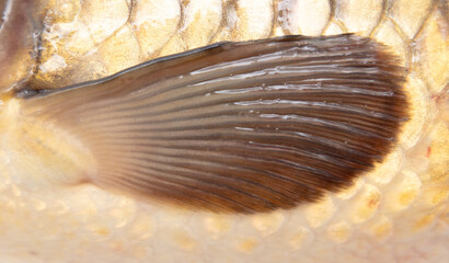 Close-up of a fish fin. Macro