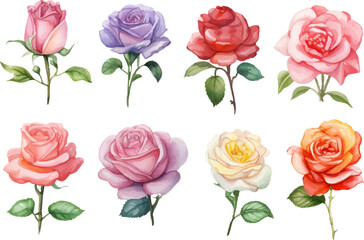Rose Flower isolated watercolor illustration painting botanical art set
