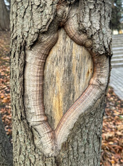 Damaged bark on a tree trunk