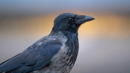 Nebelkrähe (Corvus cornix)