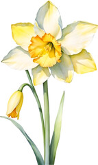 Narcissus flower watercolor painting. 