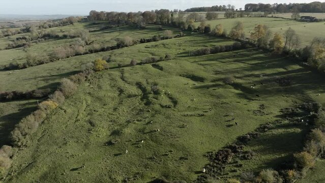 North Cotswold Countryside Autumn Landscape Livestock Animals Fields Hill Aerial View England