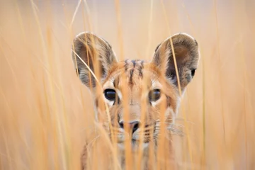 Foto op Plexiglas pair of puma tails intertwined in tall grass © studioworkstock