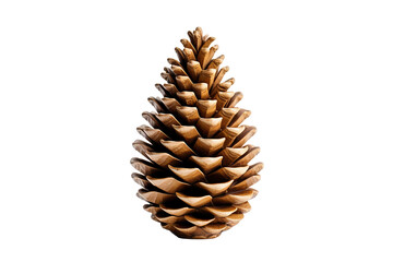Tree Cone on Transparent Background.