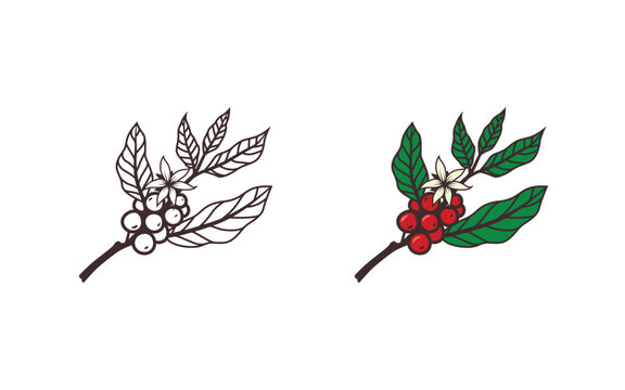 Coffee plant, beans and flover vector illustration