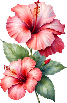 Hibiscus flower watercolor painting. 