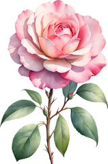 Chinese Rose flower watercolor painting. 
