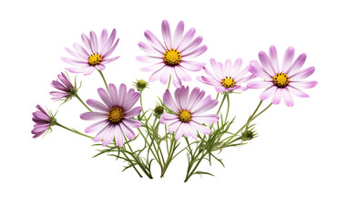 Wildflower Beauty on Transparent Background.