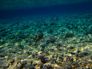 Fototapeta na wymiar Balistoides viridescens in the expanses of the Red Sea coral reef