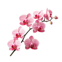 pink orchid isolated on white