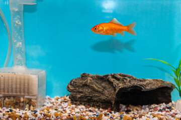 水槽の中を泳ぐ金魚