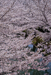 春陽を浴びて綺麗な京都伏見の桜