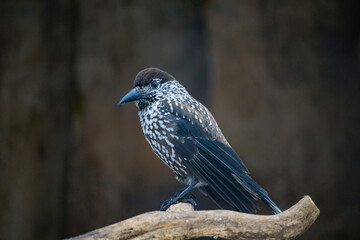 Eurasian Nutcracker or Spotted Nutcracker.