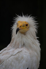 The Egyptian vulture (Neophron percnopterus)