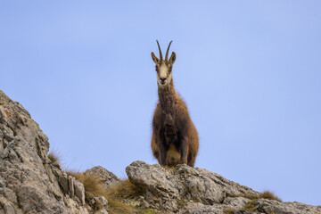 A chamois standing on rocks in the Austrian Alps