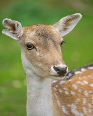 Closeup portrait of a female fallow deer